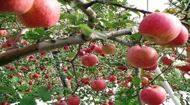 【青森県】りんご公園内の売店契約職員が２５０万円着服 パチンコなどに使い込む
